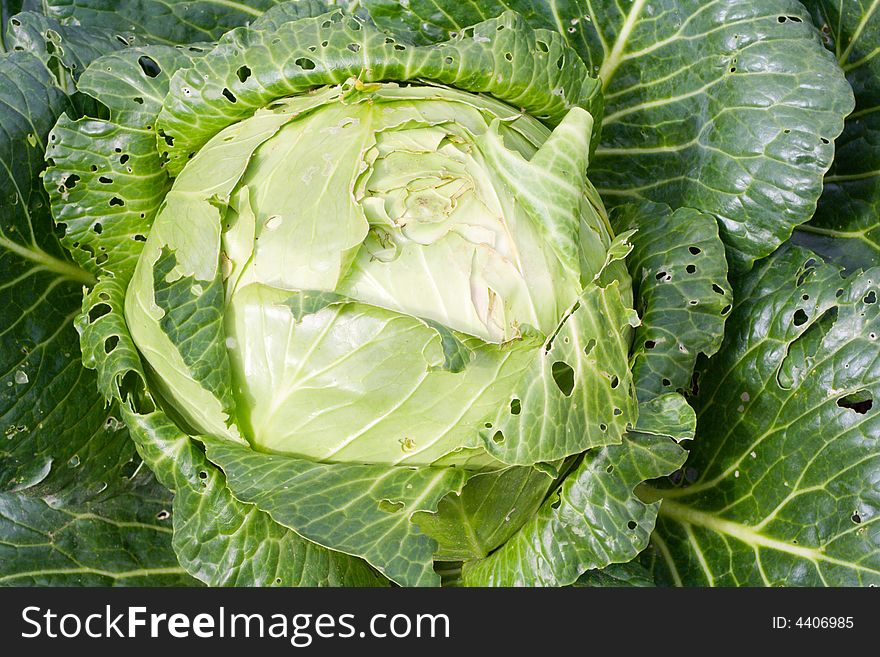 The cabbage, growing on a field