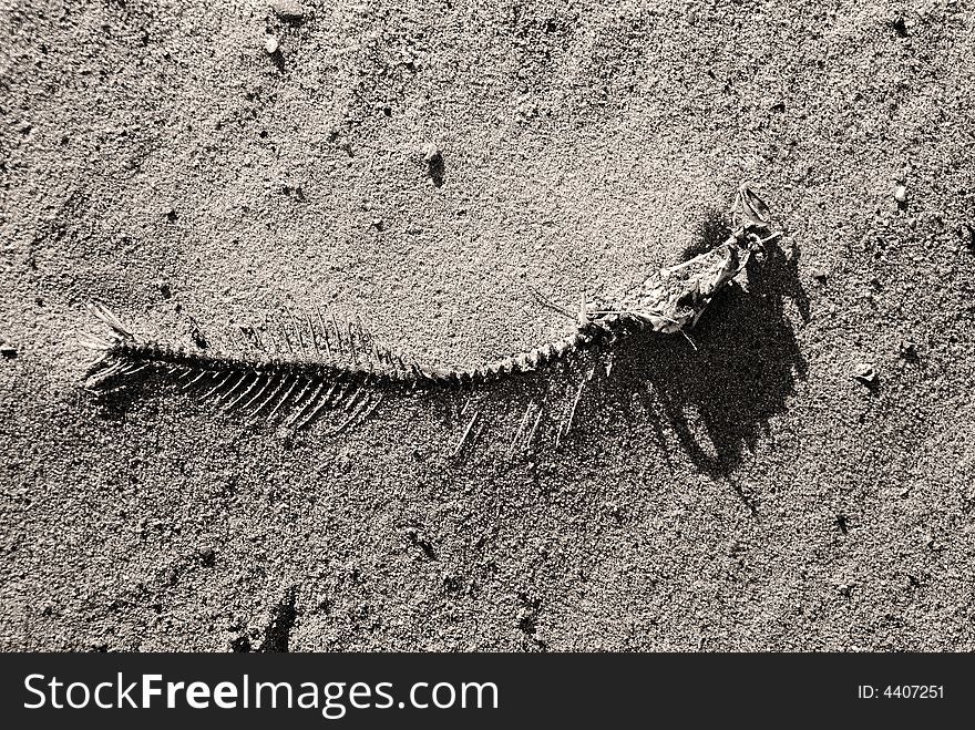 fish bone in the sand