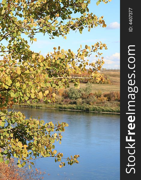 Detail of changing leaves along a riverbank in Autumn. Detail of changing leaves along a riverbank in Autumn