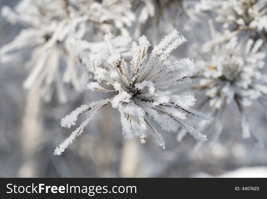 Pine needles covered with rime. Pine needles covered with rime.