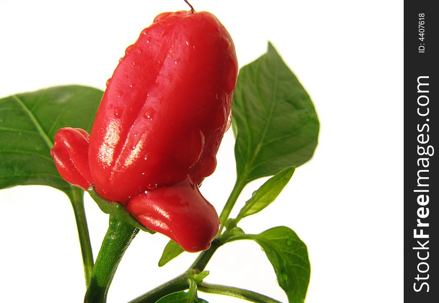Hot red pepper with green foliage. Isolated. Hot red pepper with green foliage. Isolated.