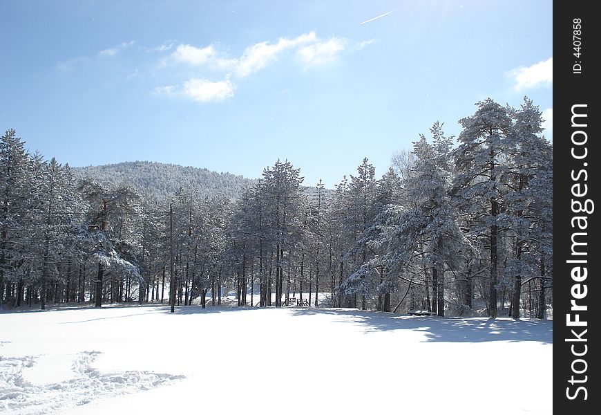 Quiet winter day afternoon in the mountains, snow covered pine trees. Quiet winter day afternoon in the mountains, snow covered pine trees