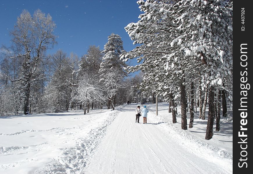 Quiet winter day afternoon in the mountains, snow covered pine trees, people enjoying a walk in the snow. Quiet winter day afternoon in the mountains, snow covered pine trees, people enjoying a walk in the snow