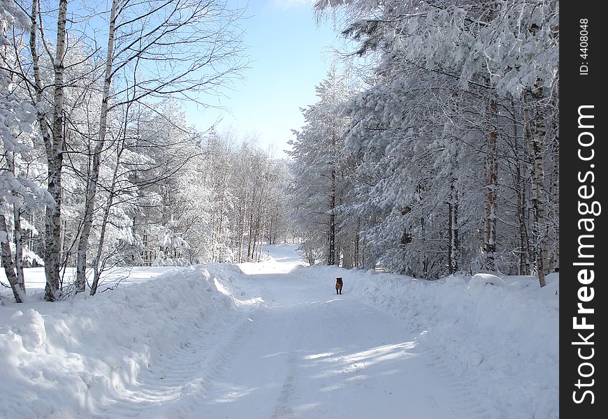 Quiet winter day afternoon in the mountains, snow covered pine trees, a dog in the snow