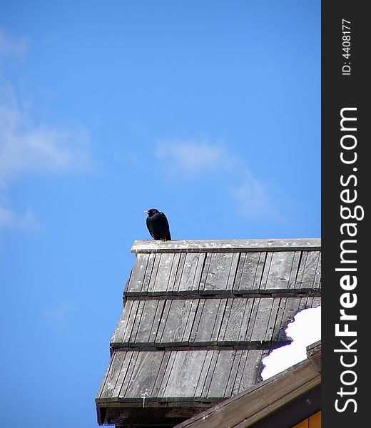 Black crow sitting on an alpine hut roof, beautiful sky background (with space for text)