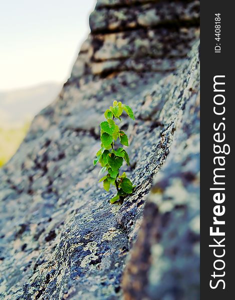 Birch sprout is growing on rock