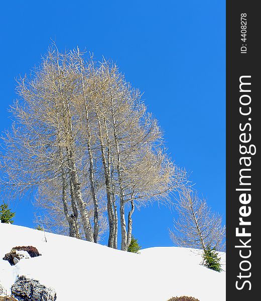 Winter trees against clear blue sky, alpine scene