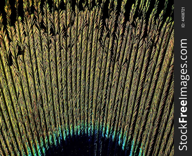 Macro picture of feather of peacock. Abstract discoloration.