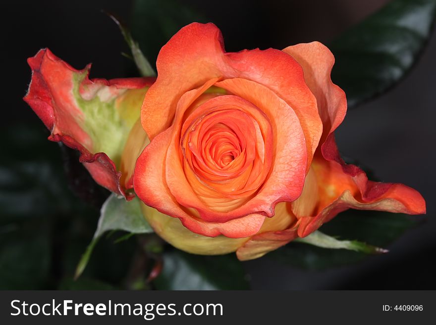 Close up or beautiful rose petals