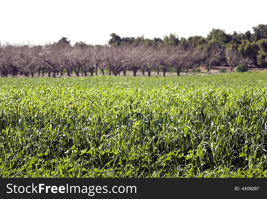 Green wheat field under sunlight. Green wheat field under sunlight