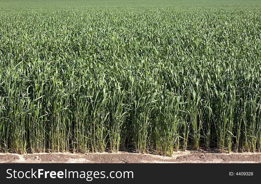 Green wheat field under sunlight. Green wheat field under sunlight