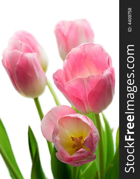 Purple tulips isolated on white
