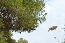 A Falling Pine Cone Royalty Free Stock Photo