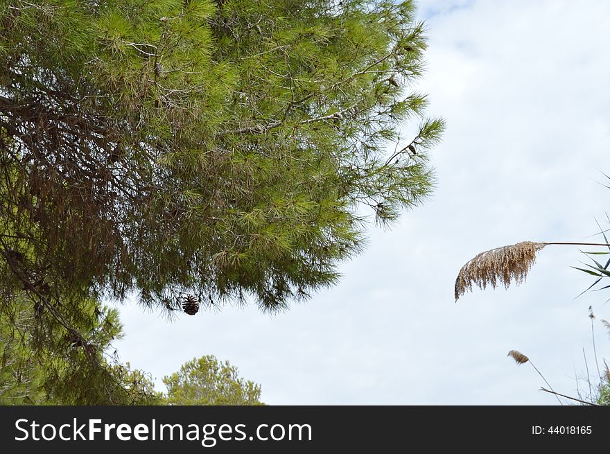 A pine cone falling from a tree, located in the Clot de Galvany, Santa Pola, Alicante, Spain. A pine cone falling from a tree, located in the Clot de Galvany, Santa Pola, Alicante, Spain