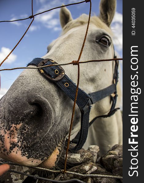 Horse ouside the fense in ireland