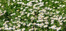 Delicate Field Of Flowers Royalty Free Stock Photo Delicate Field Of Flowers Royalty Free Stock Photo