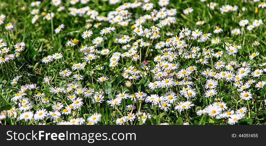 Delicate field of flowers in the grass