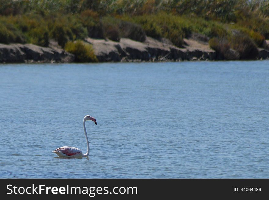 A lone Flamingo enjoying prawns in the salt beds of Santa Pola