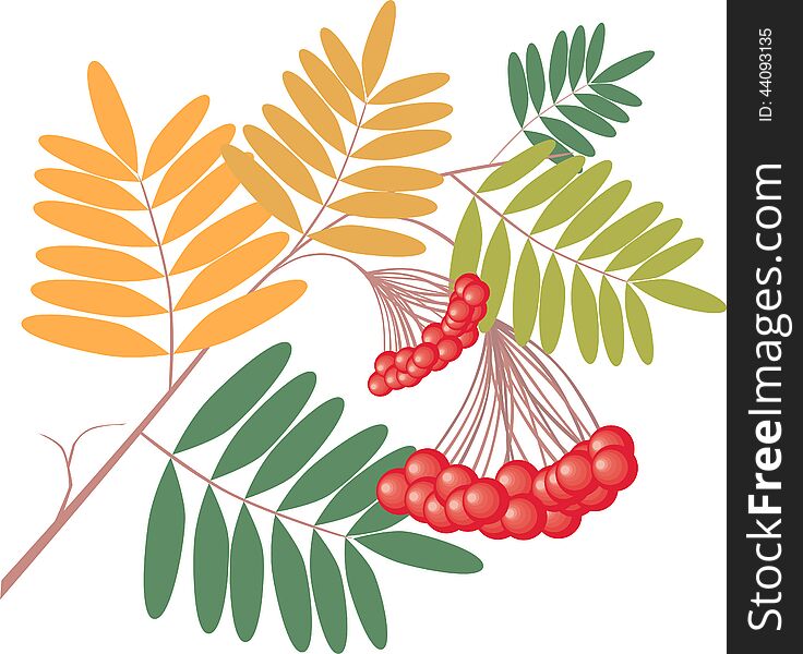 Vector image of the rowan tree branch. Vector image of the rowan tree branch.