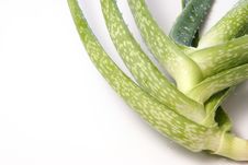 Aloe Vera Royalty Free Stock Photography Aloe Vera Royalty Free Stock Photography