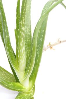 Aloe Vera Royalty Free Stock Photography Aloe Vera Royalty Free Stock Photography