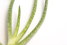 Aloe Vera Leaves Royalty Free Stock Photo Aloe Vera Leaves Royalty Free Stock Photo