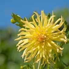 Yellow Dahlia Stock Photography Yellow Dahlia Stock Photography