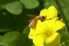 A Bee Sitting On A Yellow Flower II Stock Photos A Bee Sitting On A Yellow Flower II Stock Photos