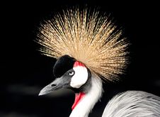 African Grey Crowned Crane Balearica Regulorum Royalty Free Stock Image African Grey Crowned Crane Balearica Regulorum Royalty Free Stock Image