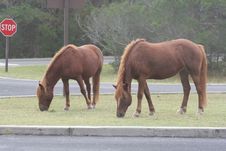 Wild Ponies Royalty Free Stock Photo Wild Ponies Royalty Free Stock Photo