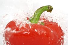 Washed Red Pepper Royalty Free Stock Photography