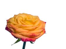 Macro Of Yellow Rose Flower With Droplets Stock Image Macro Of Yellow Rose Flower With Droplets Stock Image