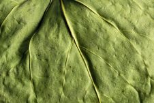 A Leaf Facture Closeup Royalty Free Stock Image
