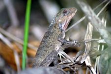 Lizard (Mauritius) Stock Images