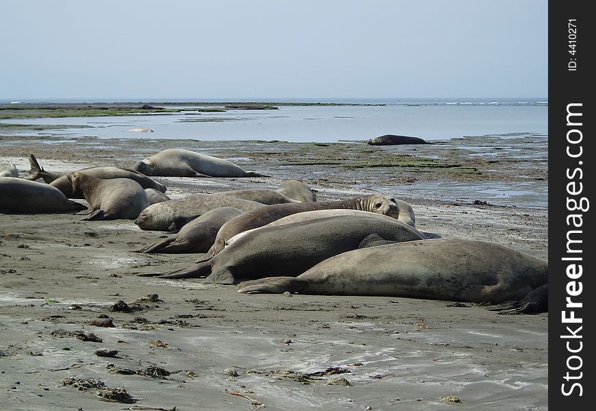 Elephants seal in Valdes Peninsula - Patagonia Argentina