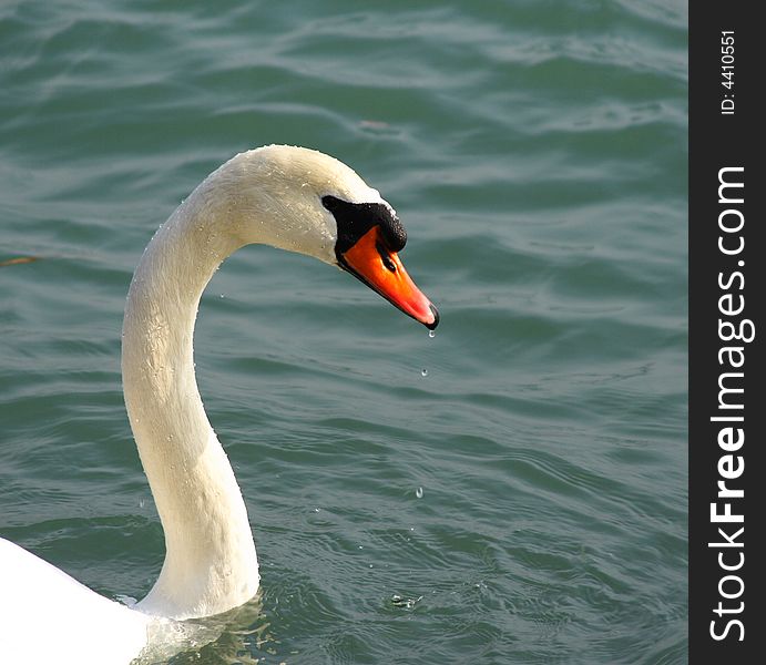 White swan with a long-necked on the water