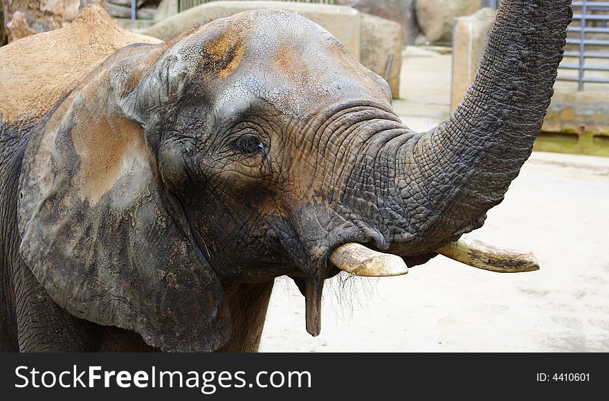 Old african elephant portrait in a zoo playing with its trump and showing its tusks. Old african elephant portrait in a zoo playing with its trump and showing its tusks