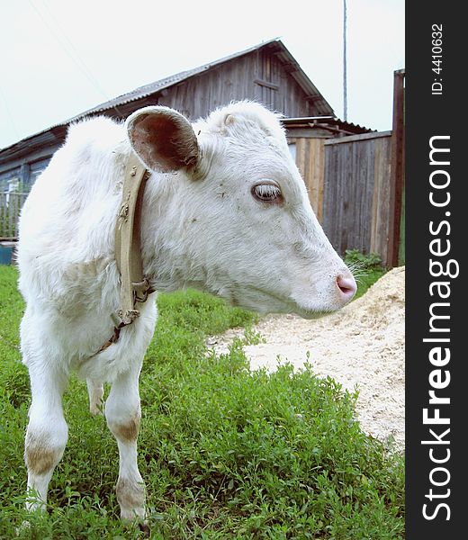 White calf of my grandmother in village. White calf of my grandmother in village.