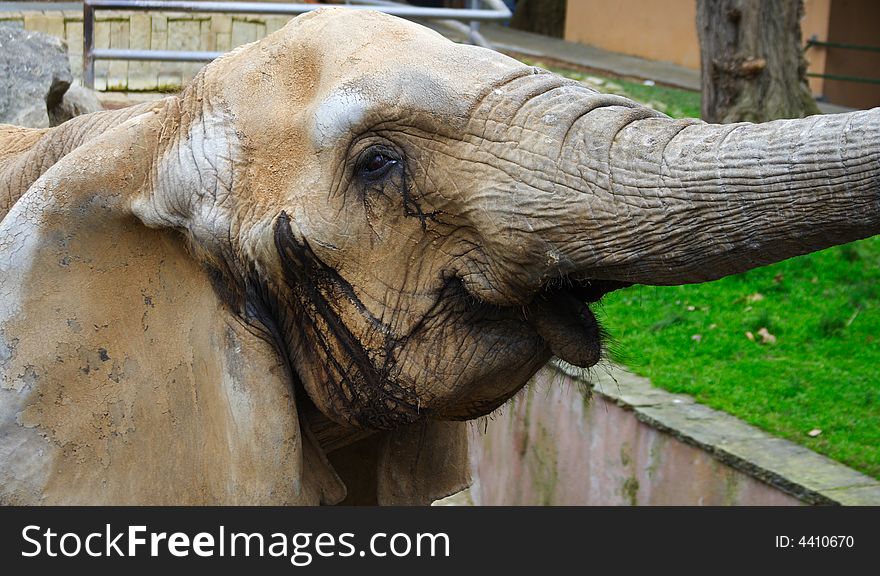 Old african elephant portrait in a zoo taking some food with its trump. Old african elephant portrait in a zoo taking some food with its trump