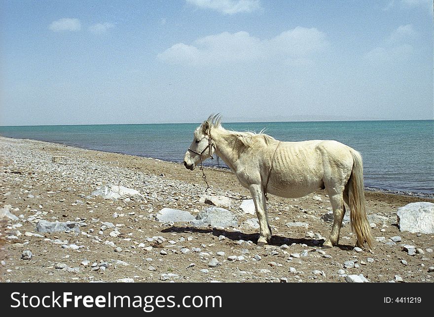 When I travel in QingHai lake,I see the white horse at lakeside.There is 3300M above the sea level.QingHai lake is the largest salt-lake in China. no ps. photo by canon eos 3 kodak 100 scan by nikon coolscan v ed. When I travel in QingHai lake,I see the white horse at lakeside.There is 3300M above the sea level.QingHai lake is the largest salt-lake in China. no ps. photo by canon eos 3 kodak 100 scan by nikon coolscan v ed