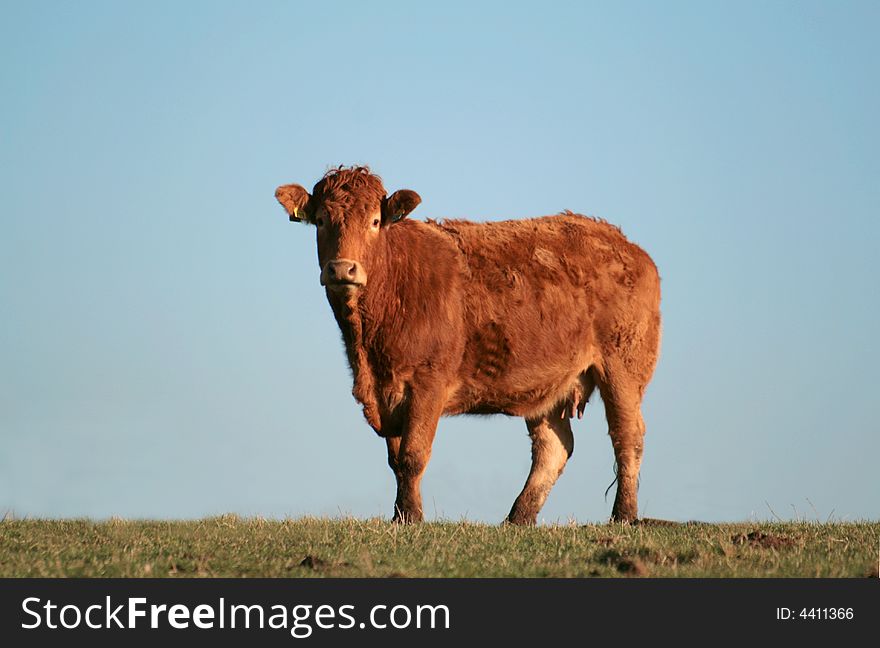 A tan coloured cow isolated on grass with a clear blue sky background. A tan coloured cow isolated on grass with a clear blue sky background