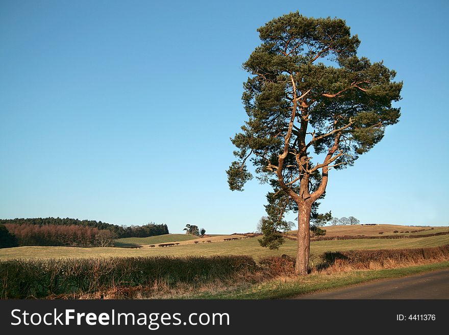 A solitary tree with countryside background and clear blue sky