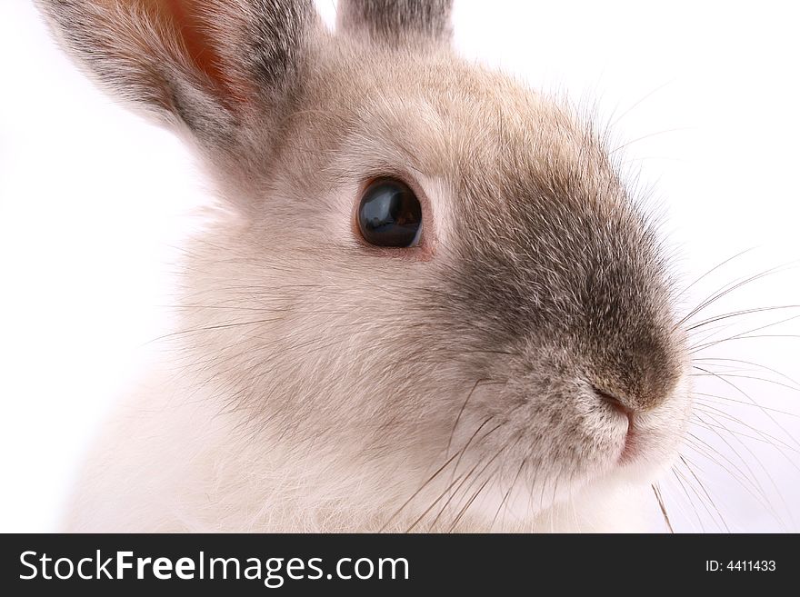 A rabbit isolated against white background