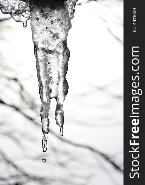 Two icicles silently wait its passer-by to pour with water over spring drop