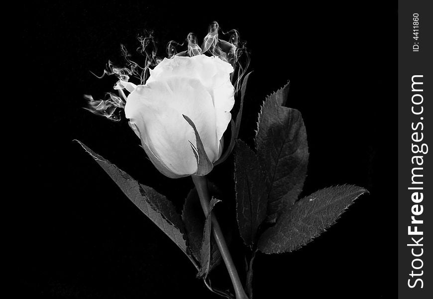 Black and white image of a white rose and wispy smoke. Black and white image of a white rose and wispy smoke.