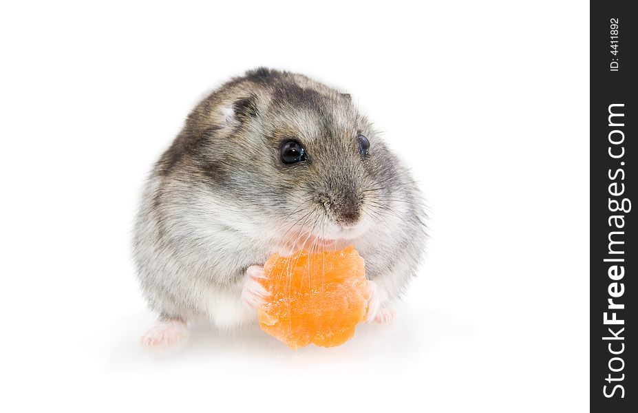 Hamster eating carrot, over white background.