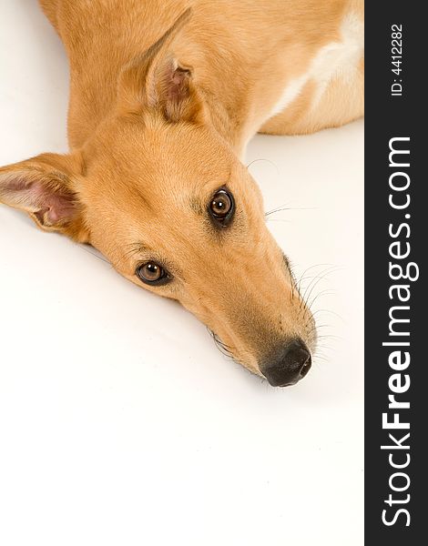 A tan greyhound lying down against a white background. A tan greyhound lying down against a white background