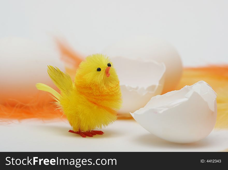 Hatched easter chick