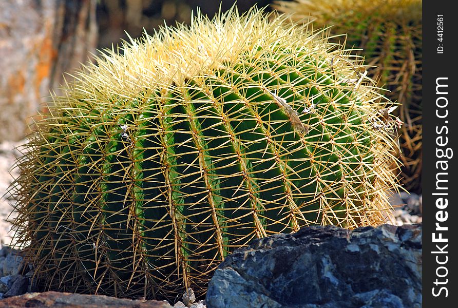 France, Nice: famous places, french riviera, Parc Phenix, Echinocactus grusonii. France, Nice: famous places, french riviera, Parc Phenix, Echinocactus grusonii