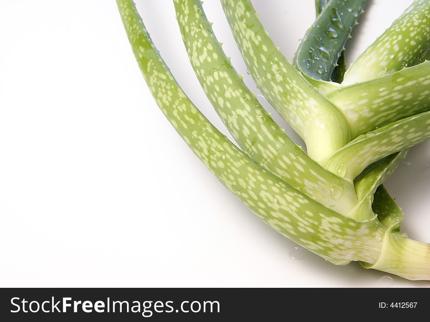 Aloe Vera plant heart, or base, wet and over white.